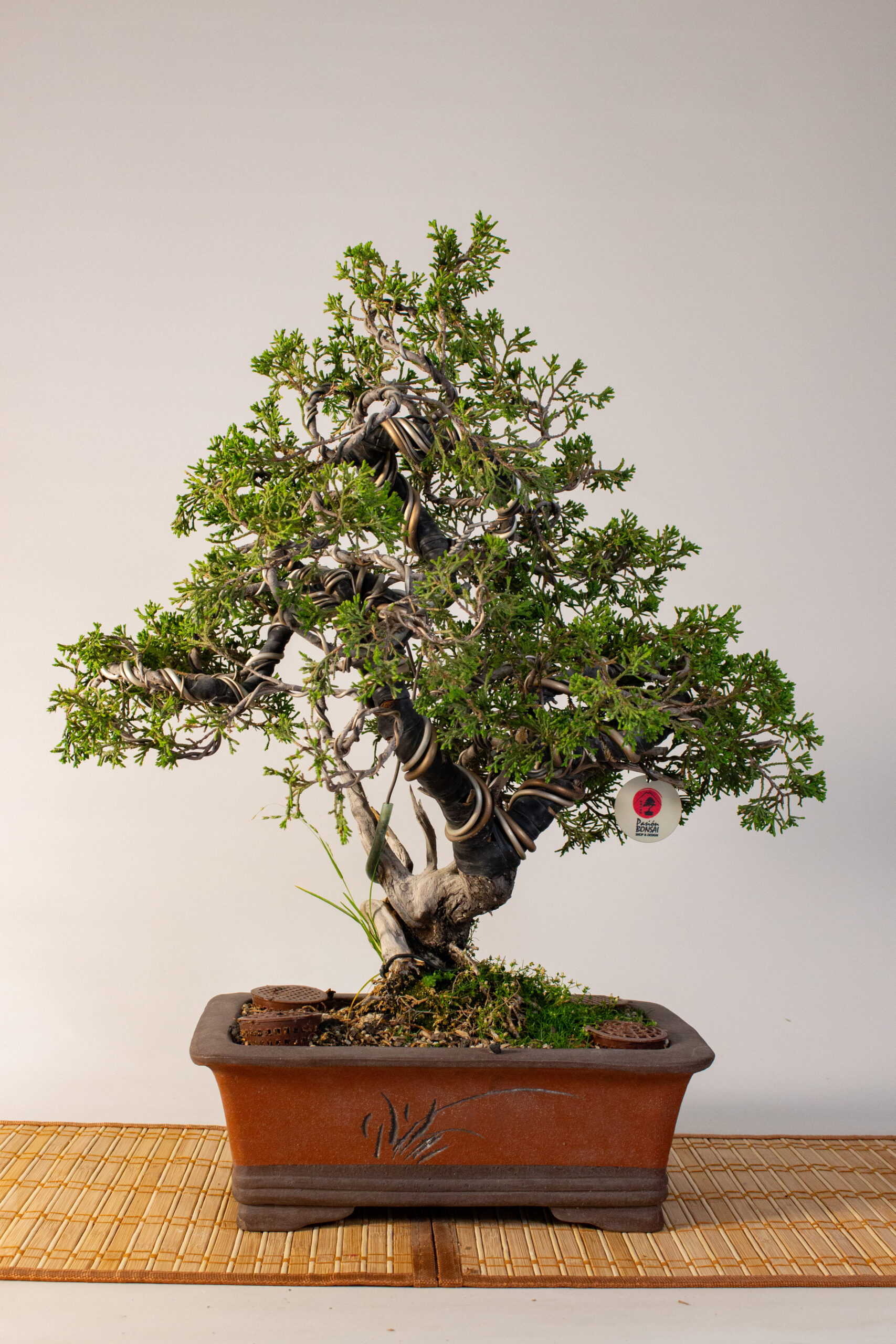 Junipero Itoigawa 20 Madera Muerta