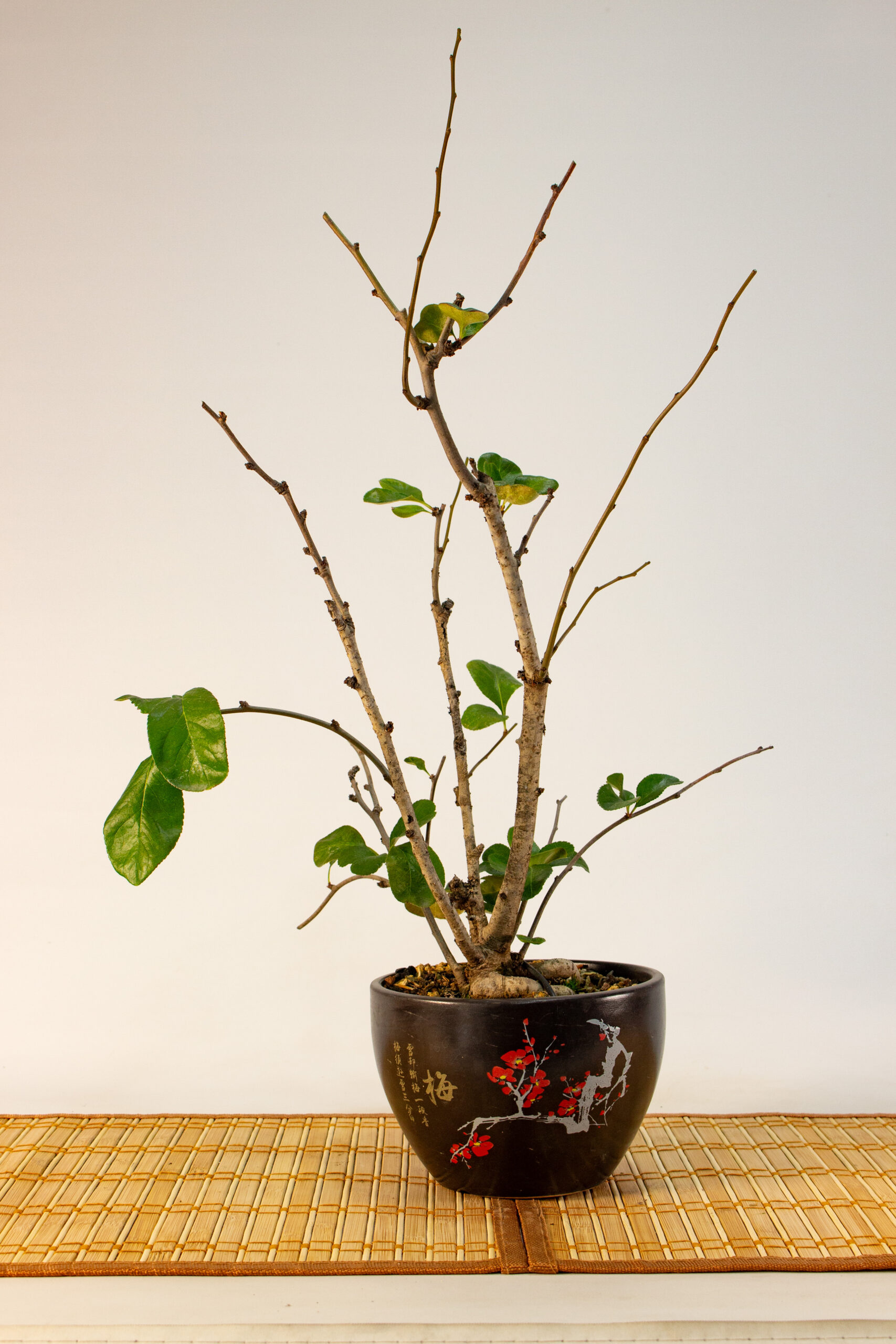 Bonsai Boke Blanco Japones de 08 años