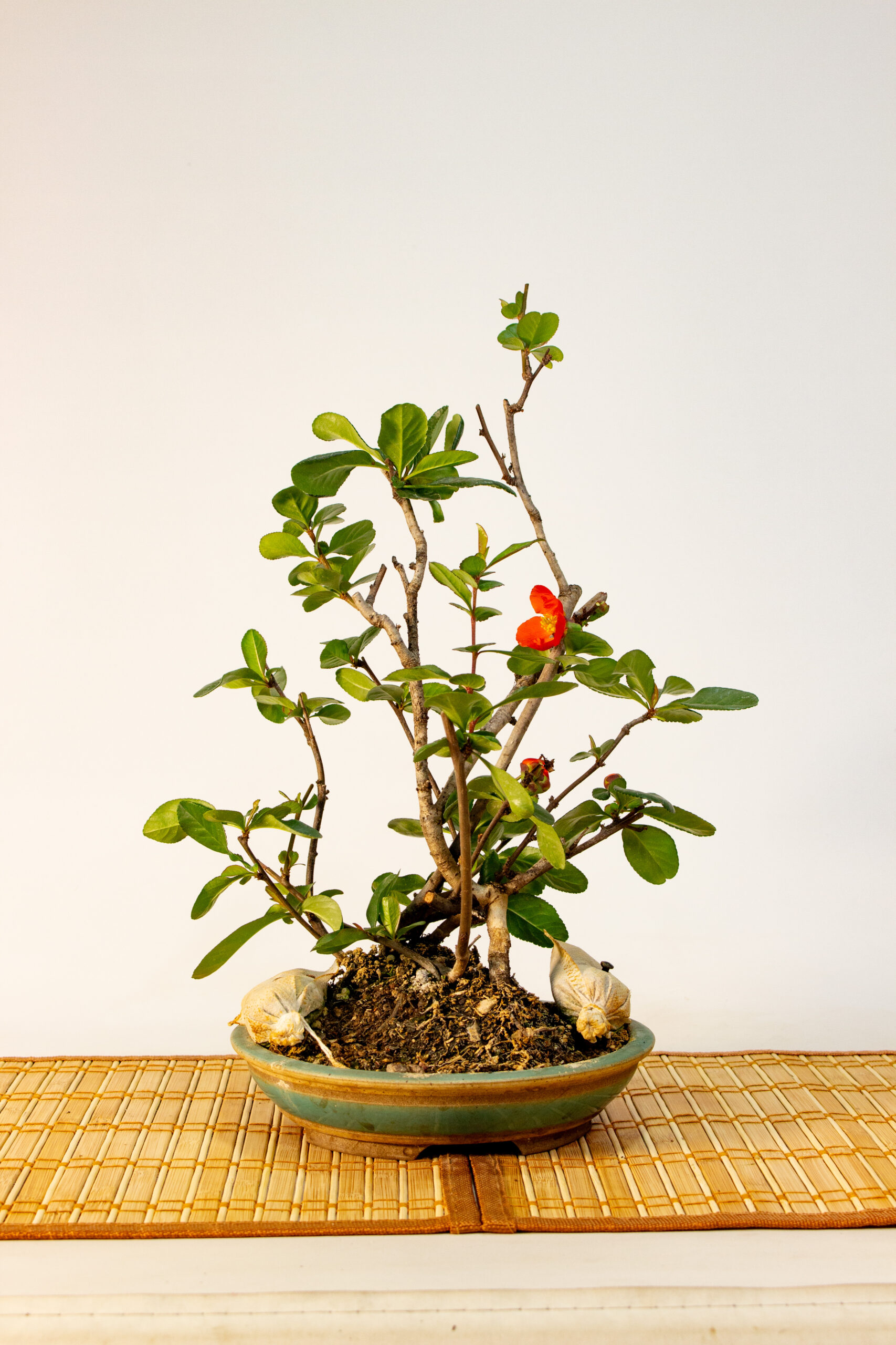Bonsai Boke Naranja Japones de 08 años #2