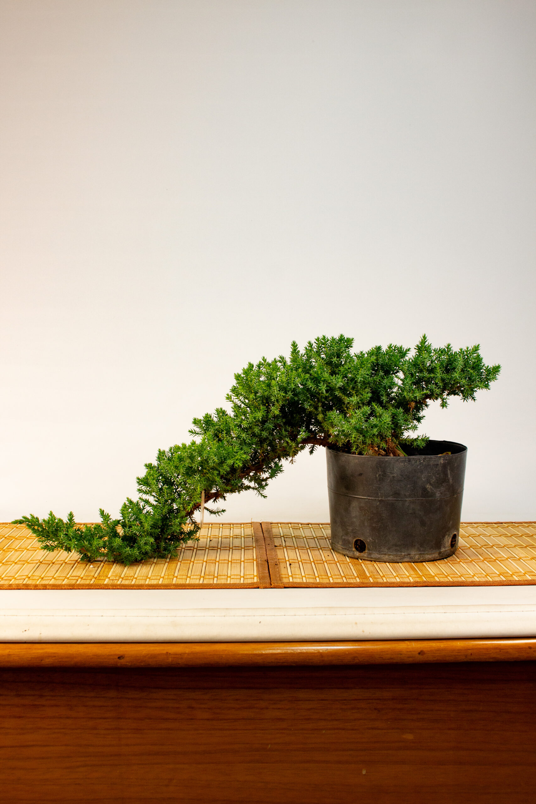 Pre Bonsai Procumbens Nana