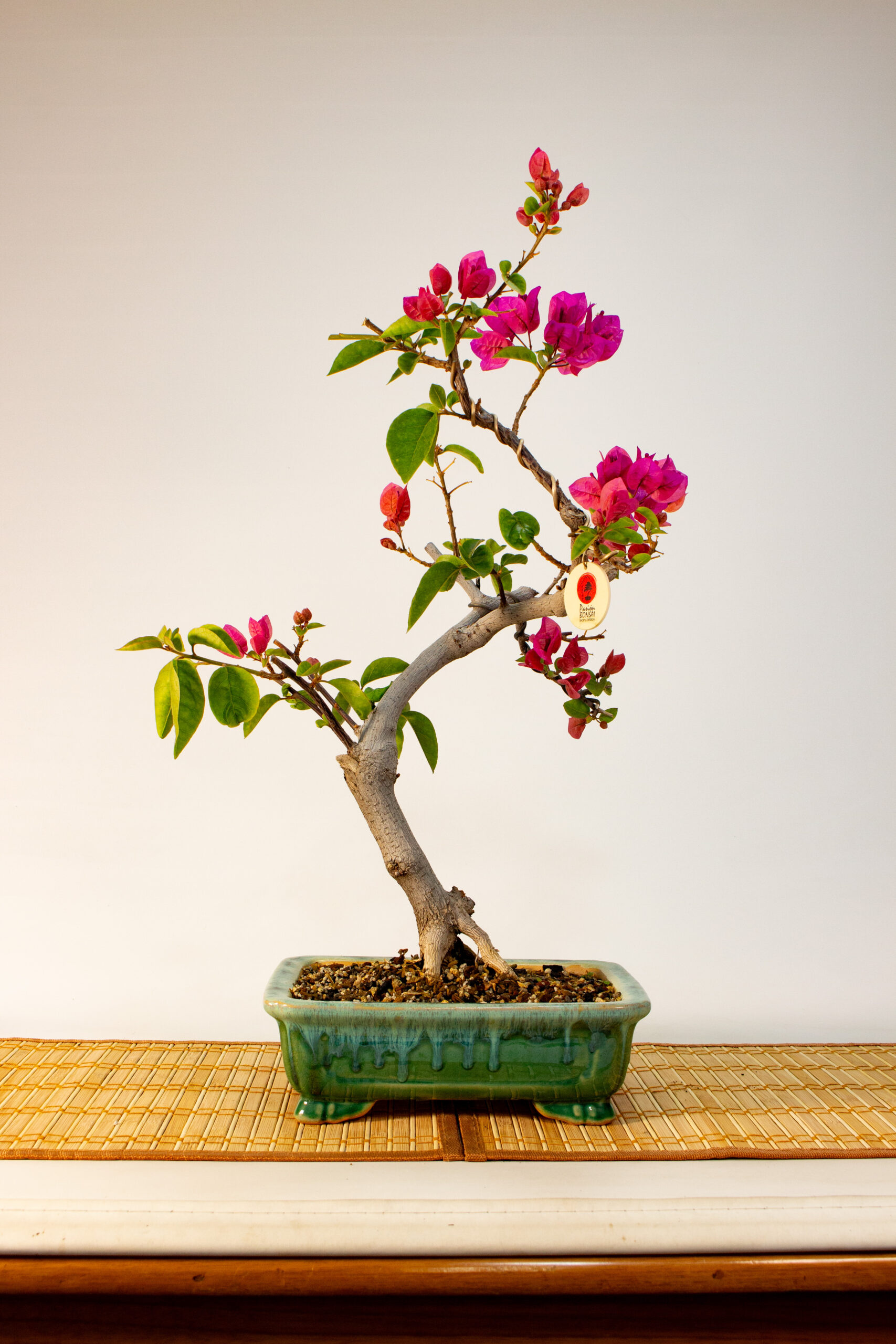 Buganvilla  Bonsai Fuccia