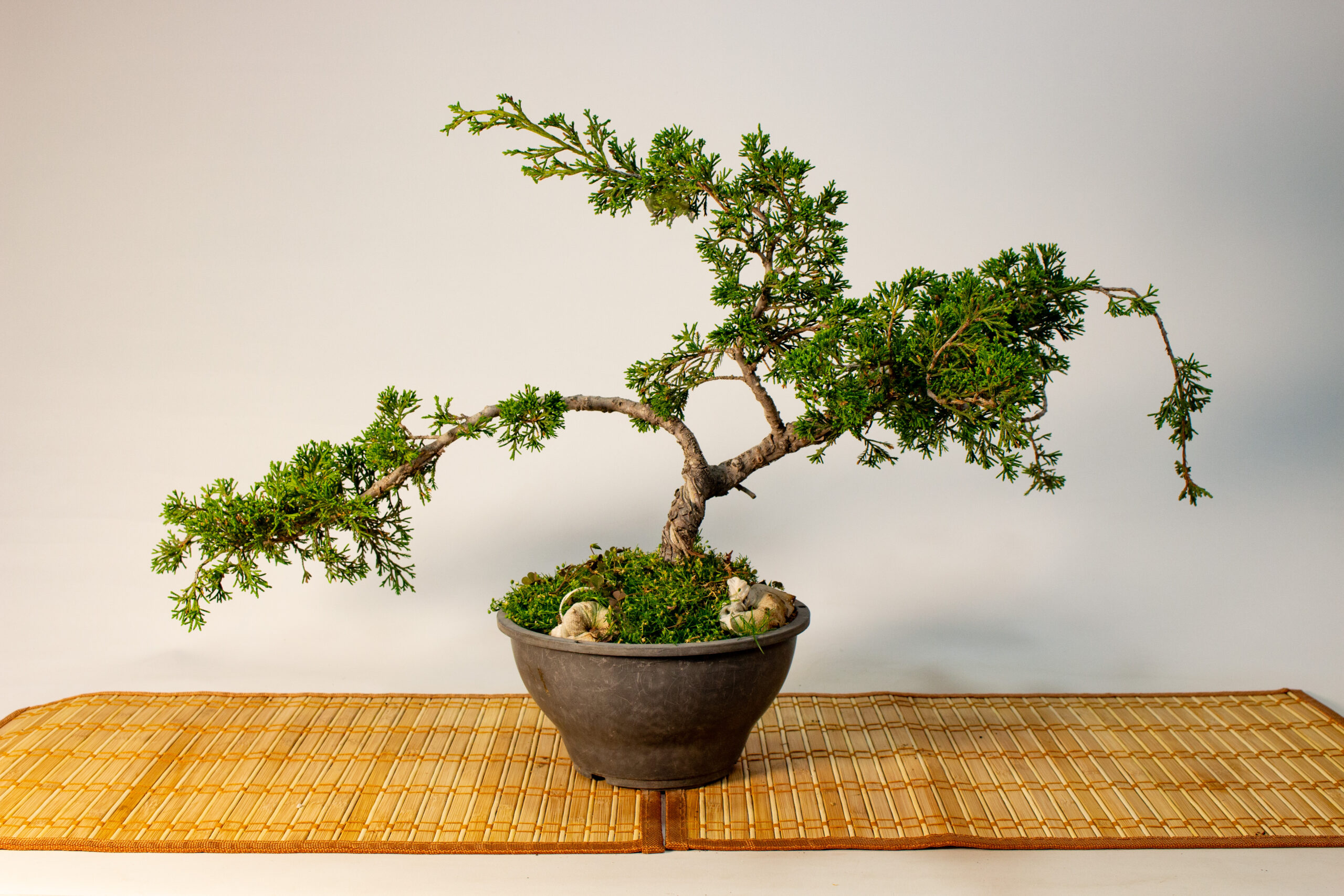 Pre Bonsai Junipero Itoigawa