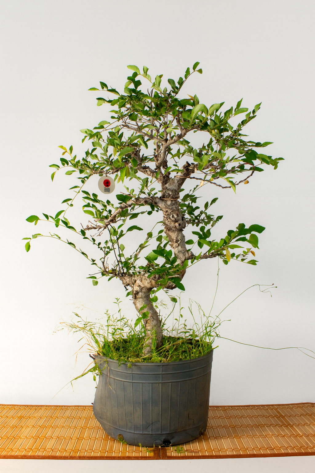 Pre Bonsai de Olmo Chino 18 años