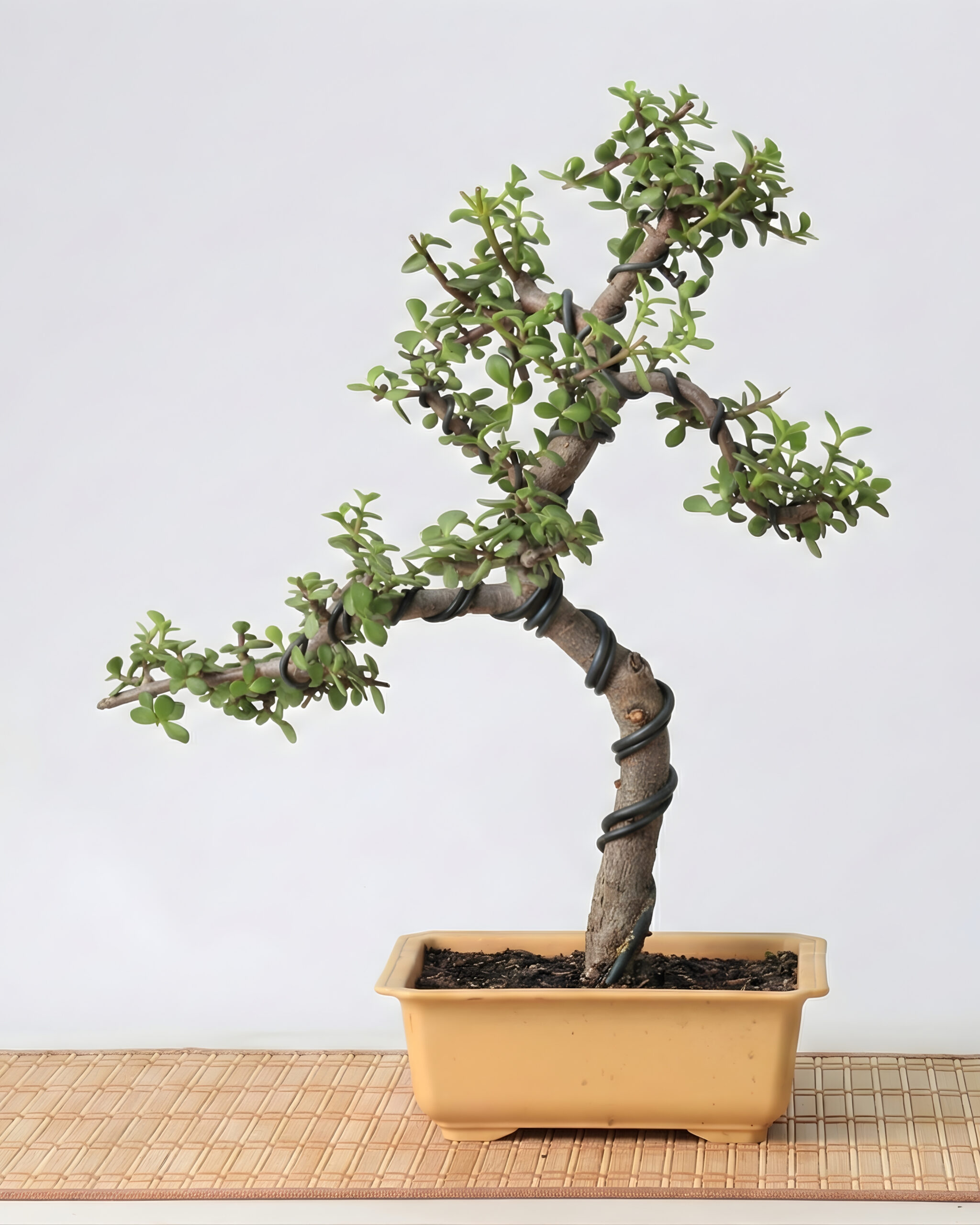 Portulacaria Afra de 7 años