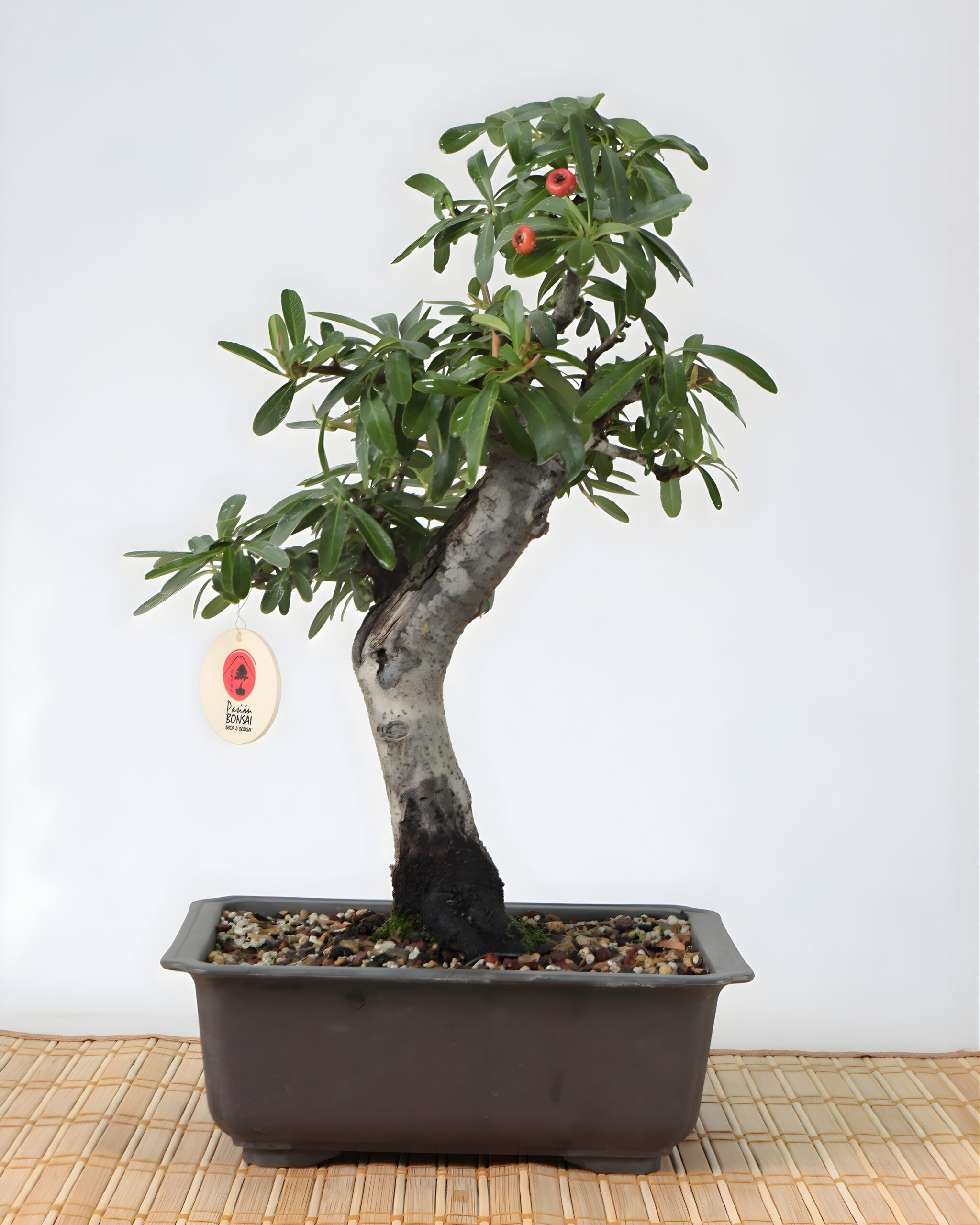 Pyracantha 08 años Fruto Rojo