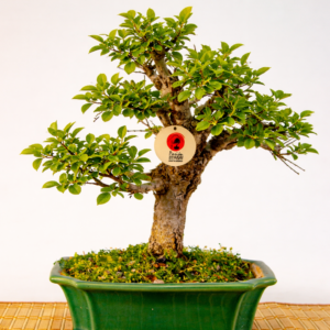 Bonsai Olmo Chino 14 años (Copy)