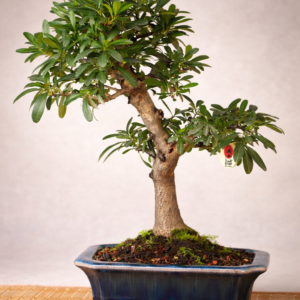 Pyracantha 08 años Fruto Rojo