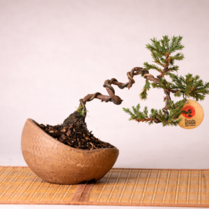 Mini Jacaré 6 años en Kurama