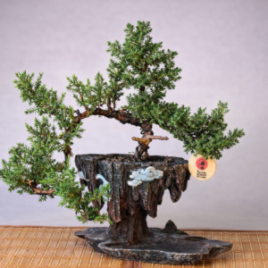 Mini PenjIng de Procumbens Nana 8 años