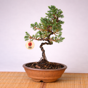 Mini Jacaré 5 años Maceta Izumi
