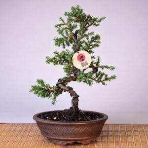 Mini Jacaré 6 años Maceta izumi