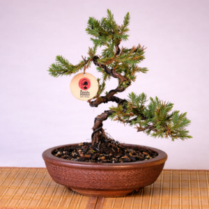 Mini Jacaré 5 años Maceta Izumi