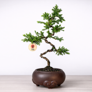 Mini Jacaré 4 años Maceta Izumi