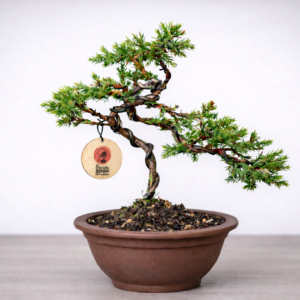 Mini Jacaré 4 años Maceta yinxing