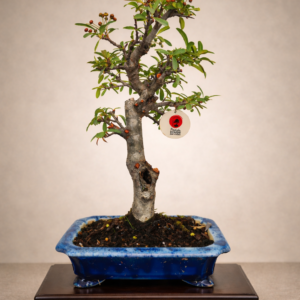 Pyracantha 08 años Fruto Rojo