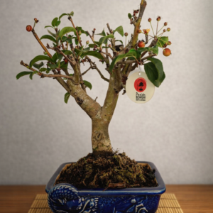Bonsai Manzana 07 años en Maceta Yinxing Pez