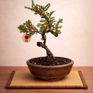 Mini Jacaré 6 años Maceta Izumi