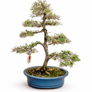 Bonsai Olmo Hokaide de 14 años de edad