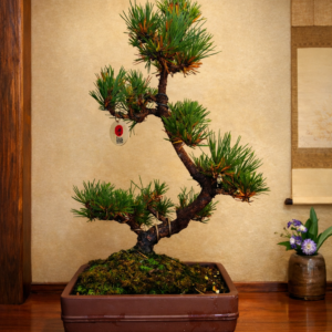 Bonsai Pino Negro Japones 17 años