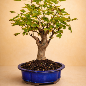 Arce Tridente o Arce Burgueriano de 12 Años