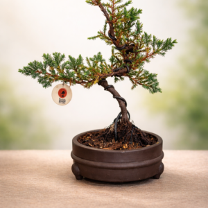 Mini Jacaré 6 años Maceta yinxing N.1