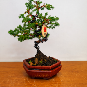 Mini Jacaré 6 años Maceta yinxing N.2