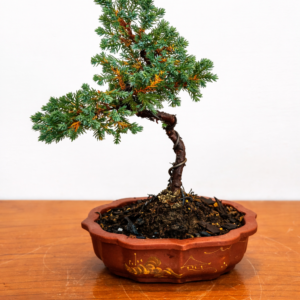 Mini Jacaré 6 años Maceta yinxing N.3