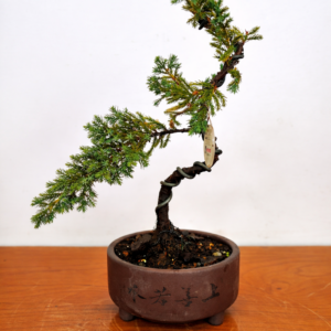 Mini Jacaré 7 años Maceta yinxing N.1