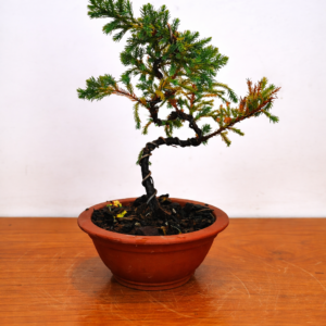 Mini Jacaré 4 años Maceta yinxing N.1