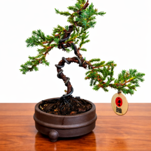 Mini Jacaré 5 años