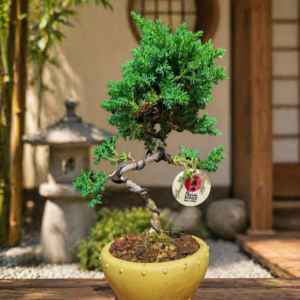 Mini Jacaré 5 años