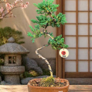 Mini Jacaré 4 años Maceta