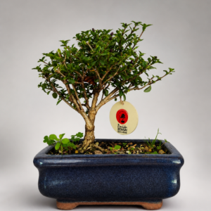 Serissa de 3 años maceta azul