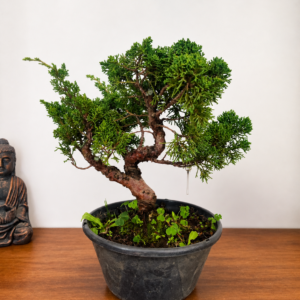 Junipero Shimpaku Kishu Premium Pre Bonsai 1
