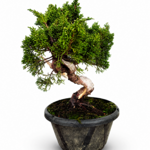 Junipero Shimpaku Kishu Premium Pre Bonsai 2