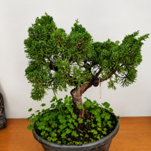 Junipero Shimpaku Kishu Premium Pre Bonsai 3