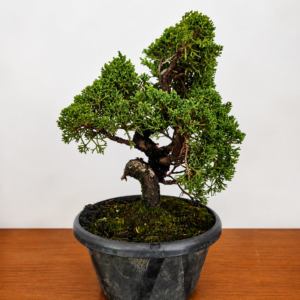 Junipero Shimpaku Kishu Premium Pre Bonsai 4