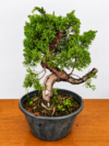 Junipero Shimpaku Kishu Premium Pre Bonsai 5
