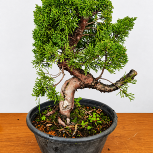 Junipero Shimpaku Kishu Premium Pre Bonsai 5