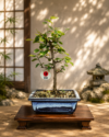 Bonsai de Grewia