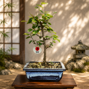 Bonsai de Grewia