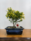 Bonsai Retama