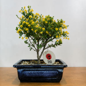 Bonsai Retama