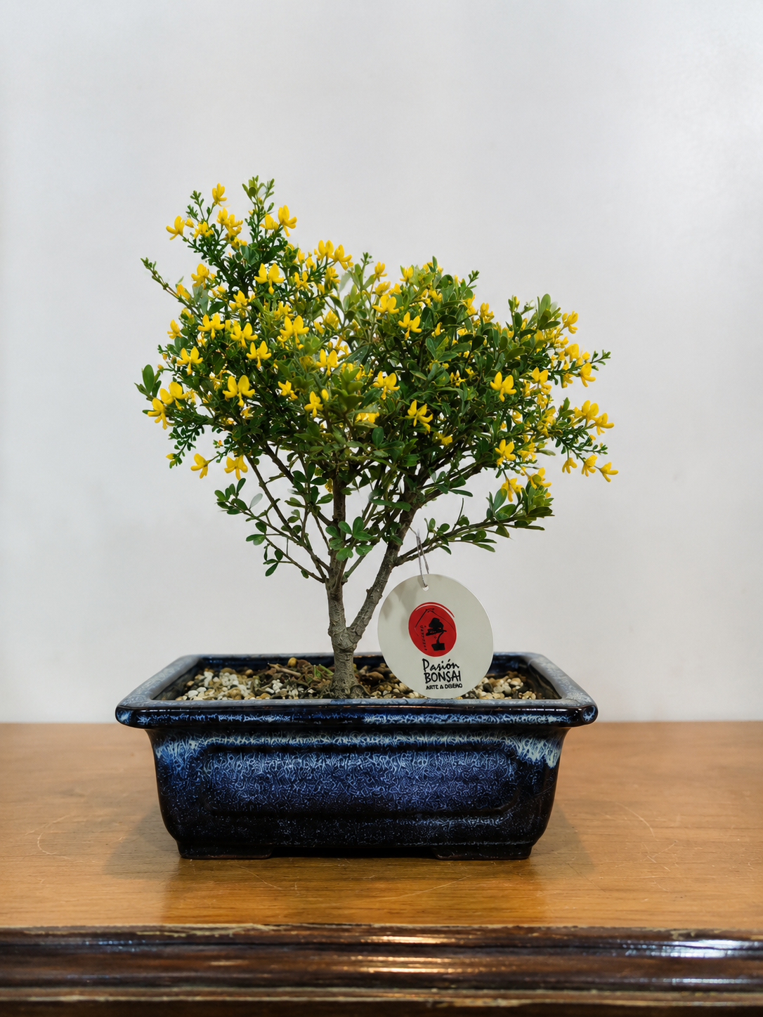 Bonsai Retama
