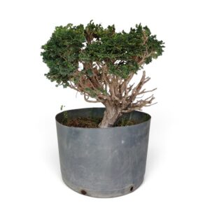 HINOKI