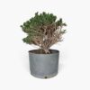 HINOKI